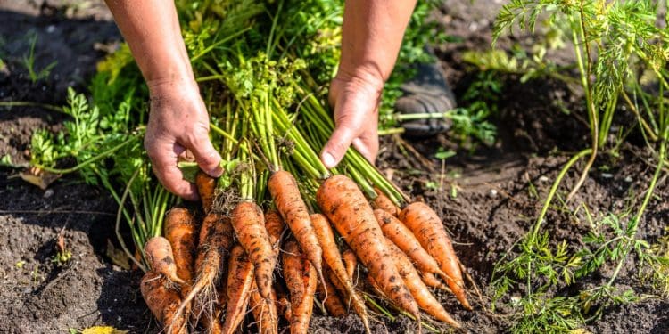 Farmer holding a carrots from the soil, vegetables from local farming, organic produce harvested from the garden, fall harvest