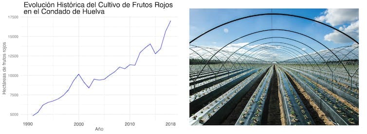 Evolución histórica de la superficie cultivada de frutos rojos bajo plástico en el Condado de Huelva hasta 2018. Imagen elaborada a partir del Anuario de Estadísticas Agrarias y Pesqueras de la Junta de Andalucía.